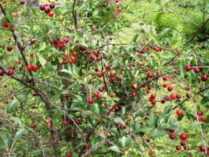 Descrizione e caratteristiche della varietà di ciliegia Amorel rosa, storia e regole di coltivazione