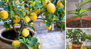 Razones por las que caen las hojas de limón, qué hacer y cómo revivir la planta.