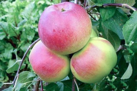 omenapuumatto