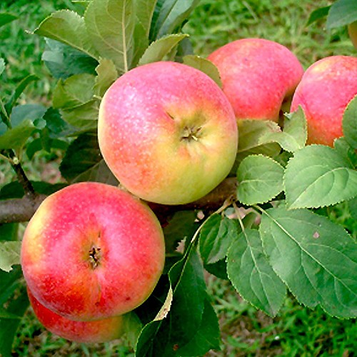 omenapuu