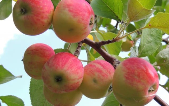 ต้นแอปเปิ้ล julyskoe chernenko