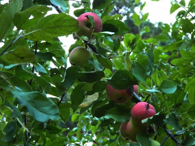 mantet od stabla jabuka