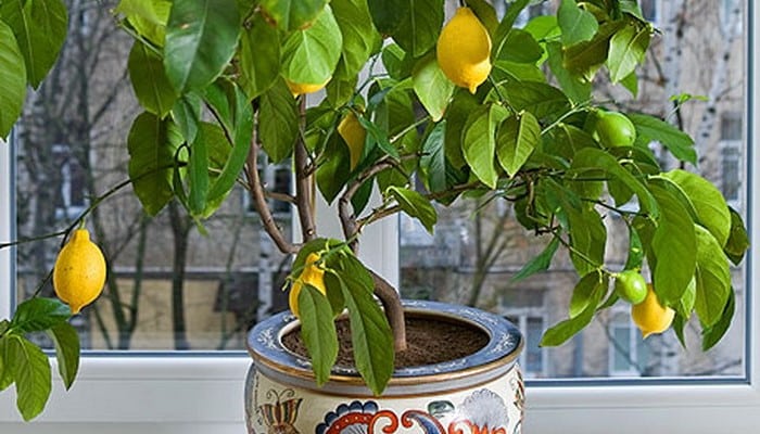 naminės citrinos