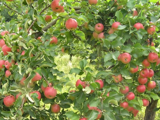 شجرة التفاح Zhigulevskoe