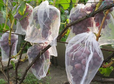vynuogių apsauga
