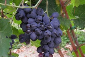 Descripción y características de la variedad de uva Furshetny, características de reproducción y cultivo.