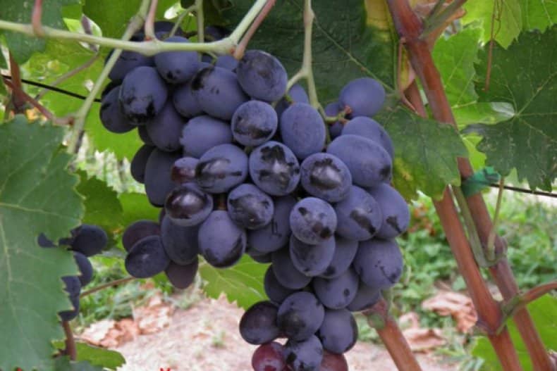 svédasztalos szőlő