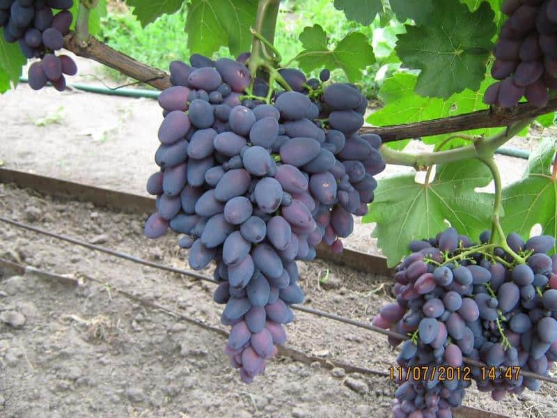 vīnogu Athos