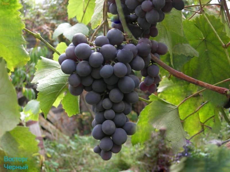 delicia de uva