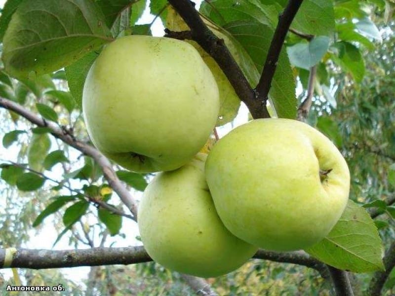 jablko antonovka