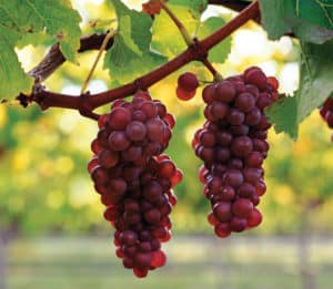 Mô tả và đặc điểm của nho Pinot Grigio, ưu nhược điểm, cách trồng trọt