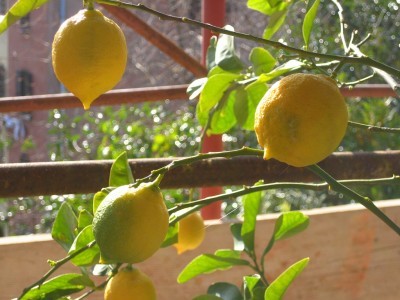 limon Ağacı