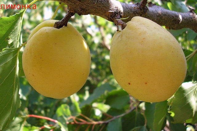 aprikožu citronu