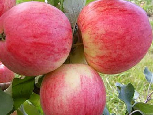 apple tree pink filling
