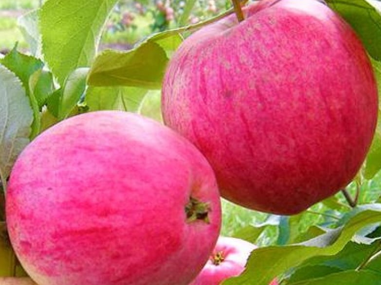almafa rózsaszín töltelékkel