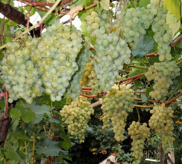 winogrona białe cud