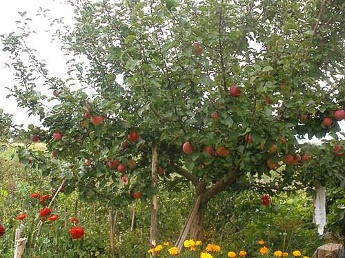 äppelträd sommar randig
