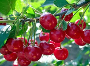 Beskrivelse og egenskaber ved kirsebærsorter Generøse, fordele og egenskaber ved dyrkning