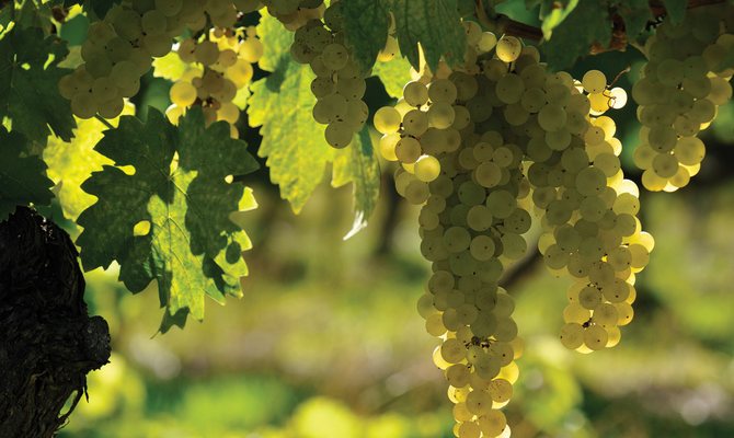 Solaris grapes