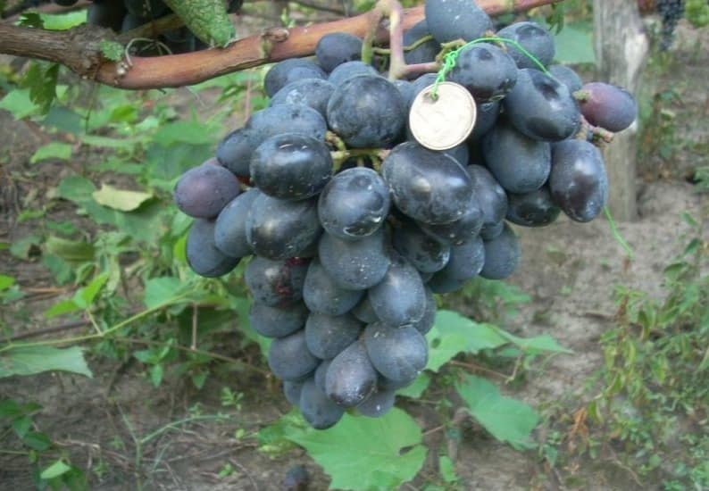 svédasztalos szőlő