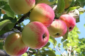 apple-tree july chernenko