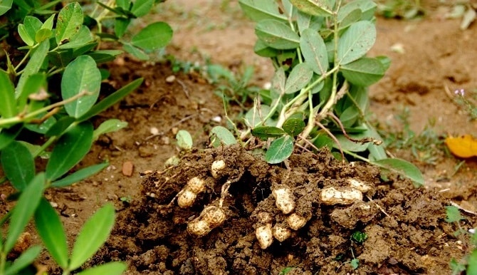 kasvavat maapähkinät