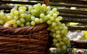 Opis i karakteristike sorte grožđa Poklon Zaporožju, prednosti, nedostaci i uzgoj