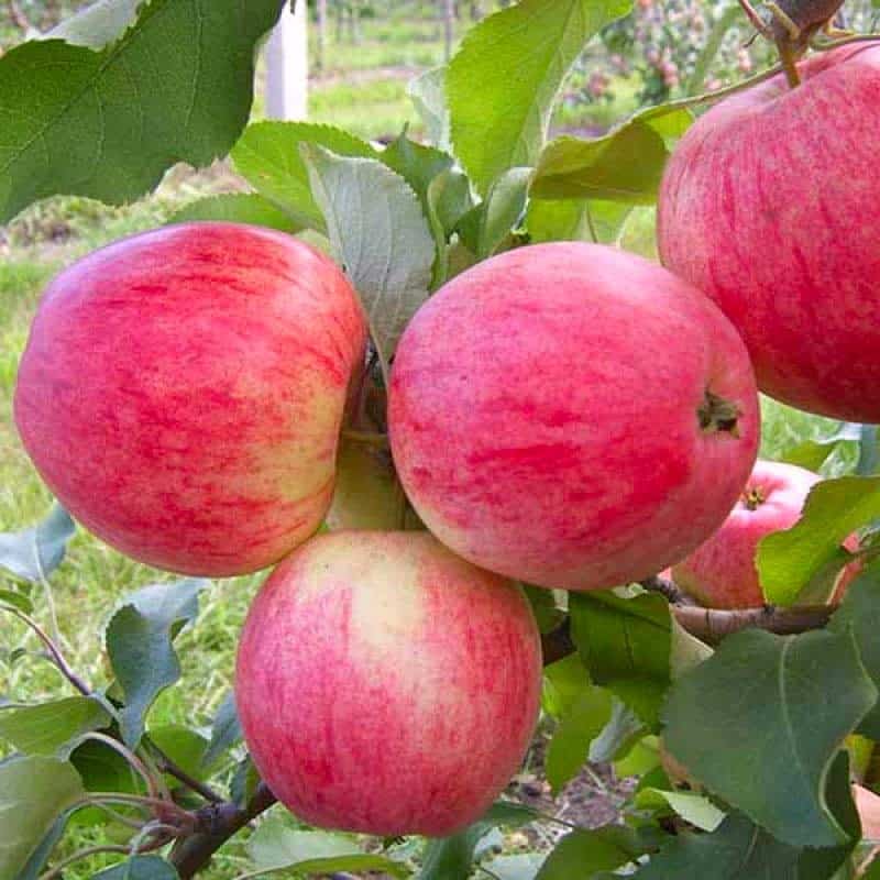 omenapuun vaaleanpunainen täyte