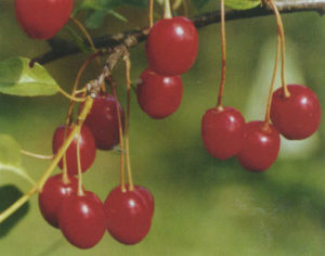Descrizione e caratteristiche della varietà di ciliegie Shakirovskaya, coltivazione e cura