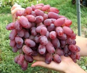 Opis i cechy odmiany winogron Kishmish Radiant, jej zalety i wady