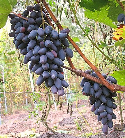 original grapes