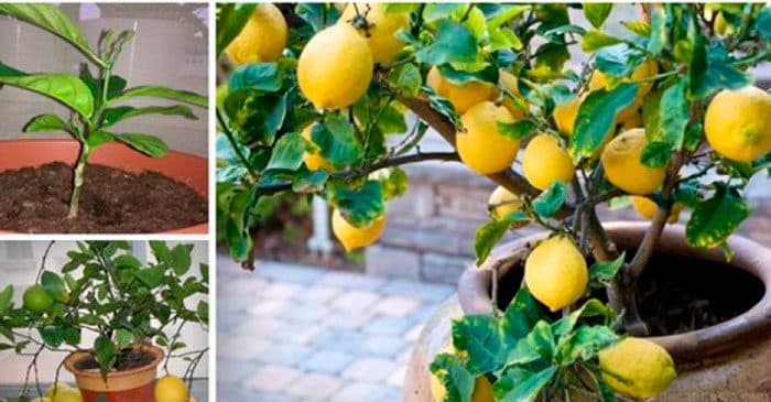 hjemmelavede citroner