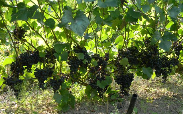 acertijo de uvas de Sharov