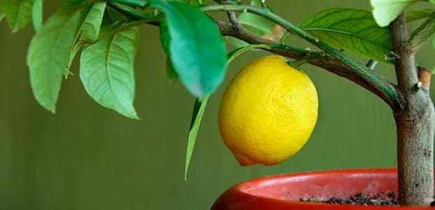limon otu yaprakları