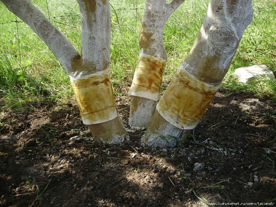 een vangband gemonteerd op een boomstam.
