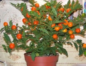 Growing from a stone and caring for persimmons at home, description of varieties and reproduction