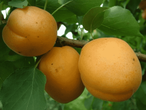 meruňkový citron