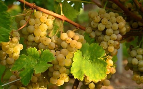 dojrzewanie winorośli