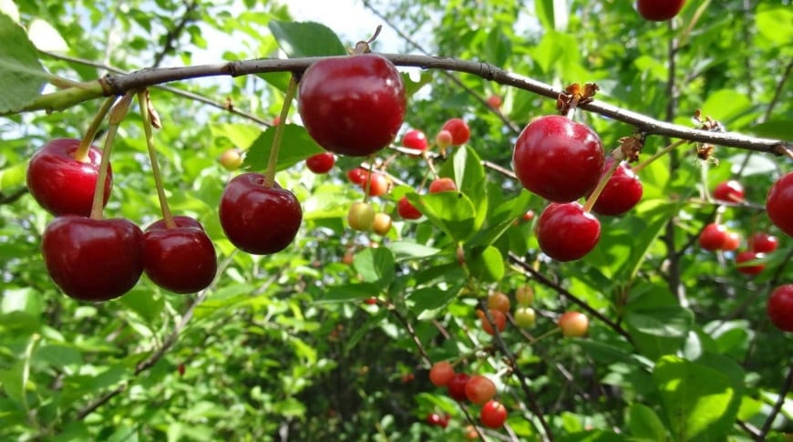 vyšnių volochaevka