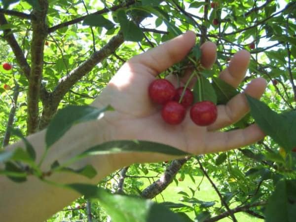 vyšnių vaisiai