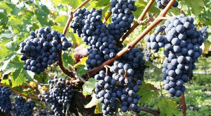carmenere vīnogas