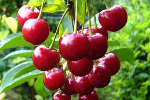 Description and characteristics of cherry varieties Meeting, breeding history and cultivation features