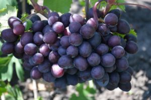 A Gift Unlit szőlőfajtájának leírása és jellemzői, ültetés és a szőlő gondozása