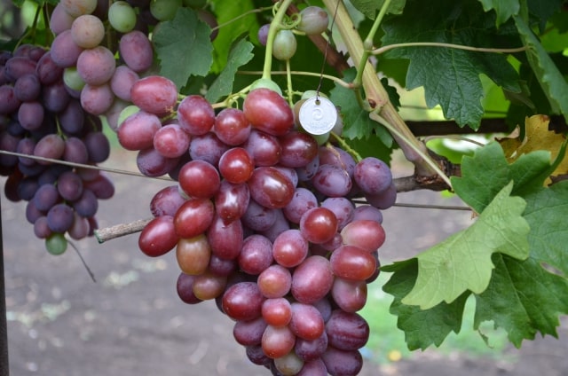 grapes a gift to Irina