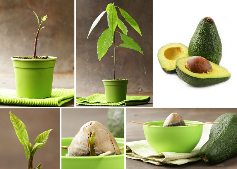 growing avocado