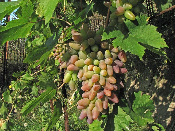 buissons de raisin