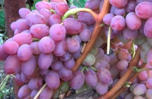 Opis i cechy odmiany winorośli Helios, cechy owocujące i pielęgnacyjne