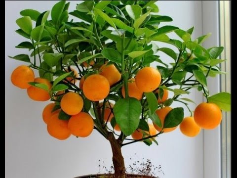 raste persimmon