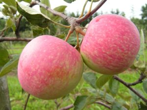 Description and characteristics of the fruits of the variety of apple trees Landing, features of cultivation and care