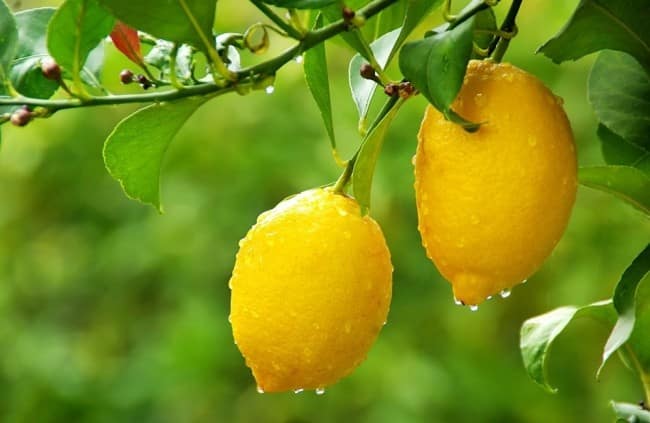 domácí citrony